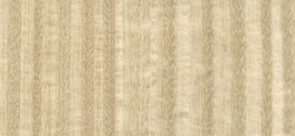 Eucalyptus E5.119