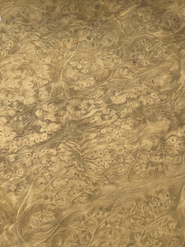 Chilean Laurel Burl