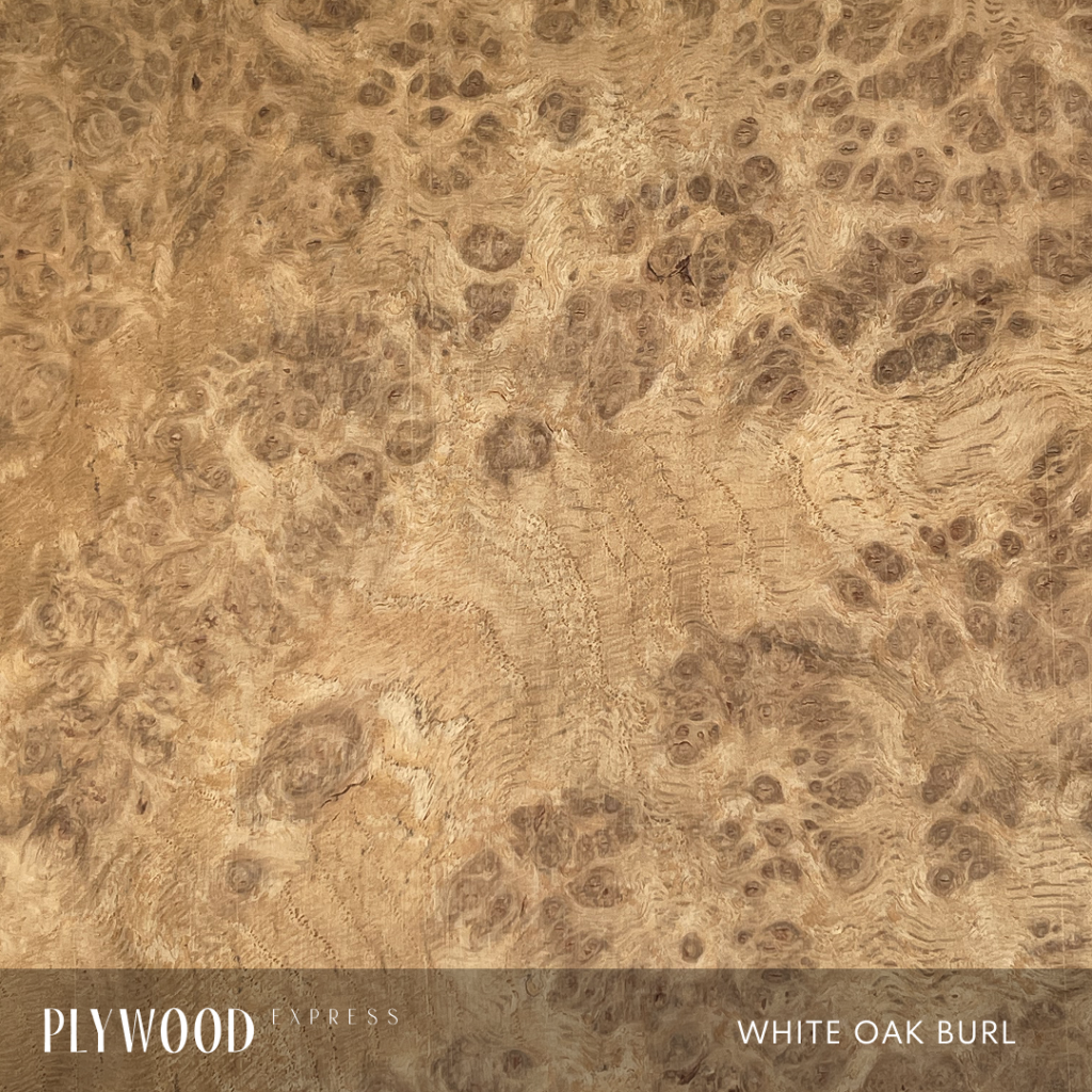WHITE OAK BURL - Plywoodexpress